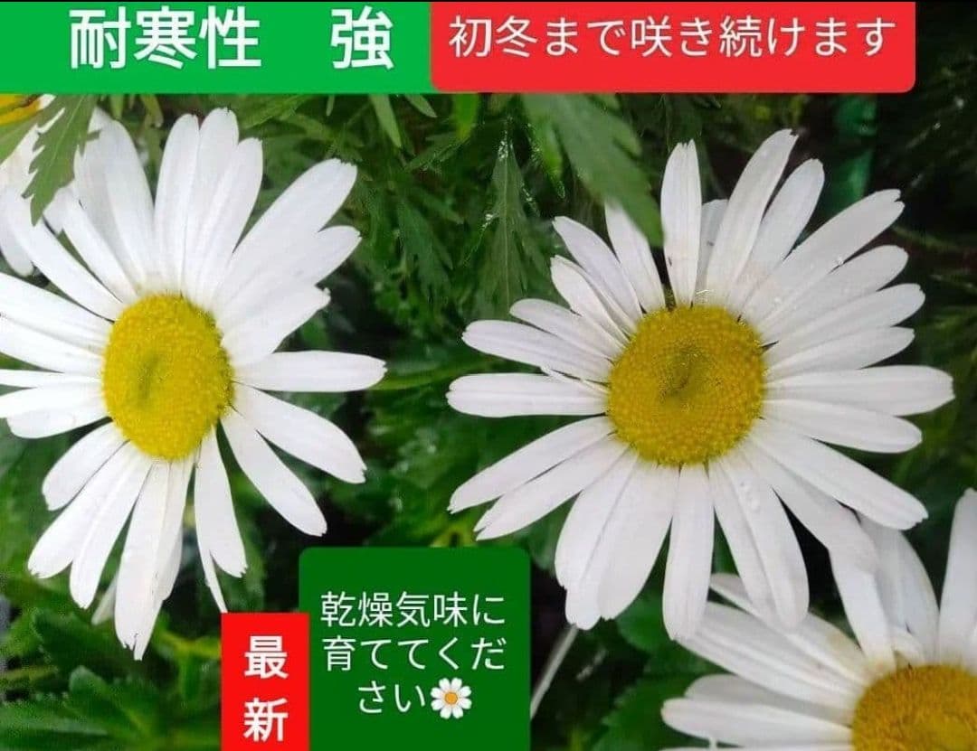 11./8撮影☘️ハマギク☘️　抜き苗❤❤浜菊 浜菊 苗 ハマギク 3.5号 白花 宿根草 山野草 秋の花 250923 : お花処