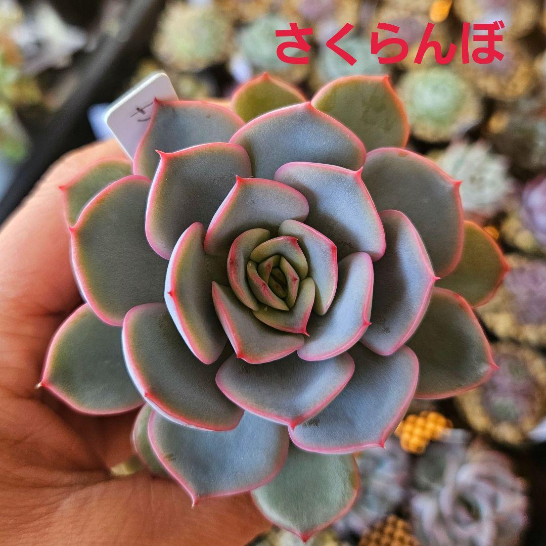さくらんぼ ロウルサンコさん 多肉植物♥ - メルカリ