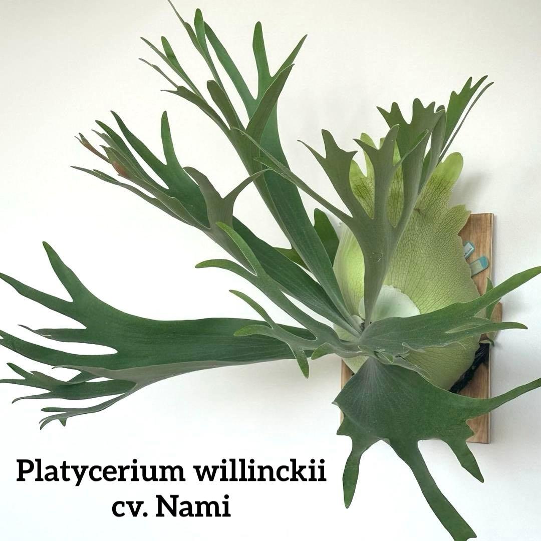 P. Willinckii cv. Nami OC - メルカリ
