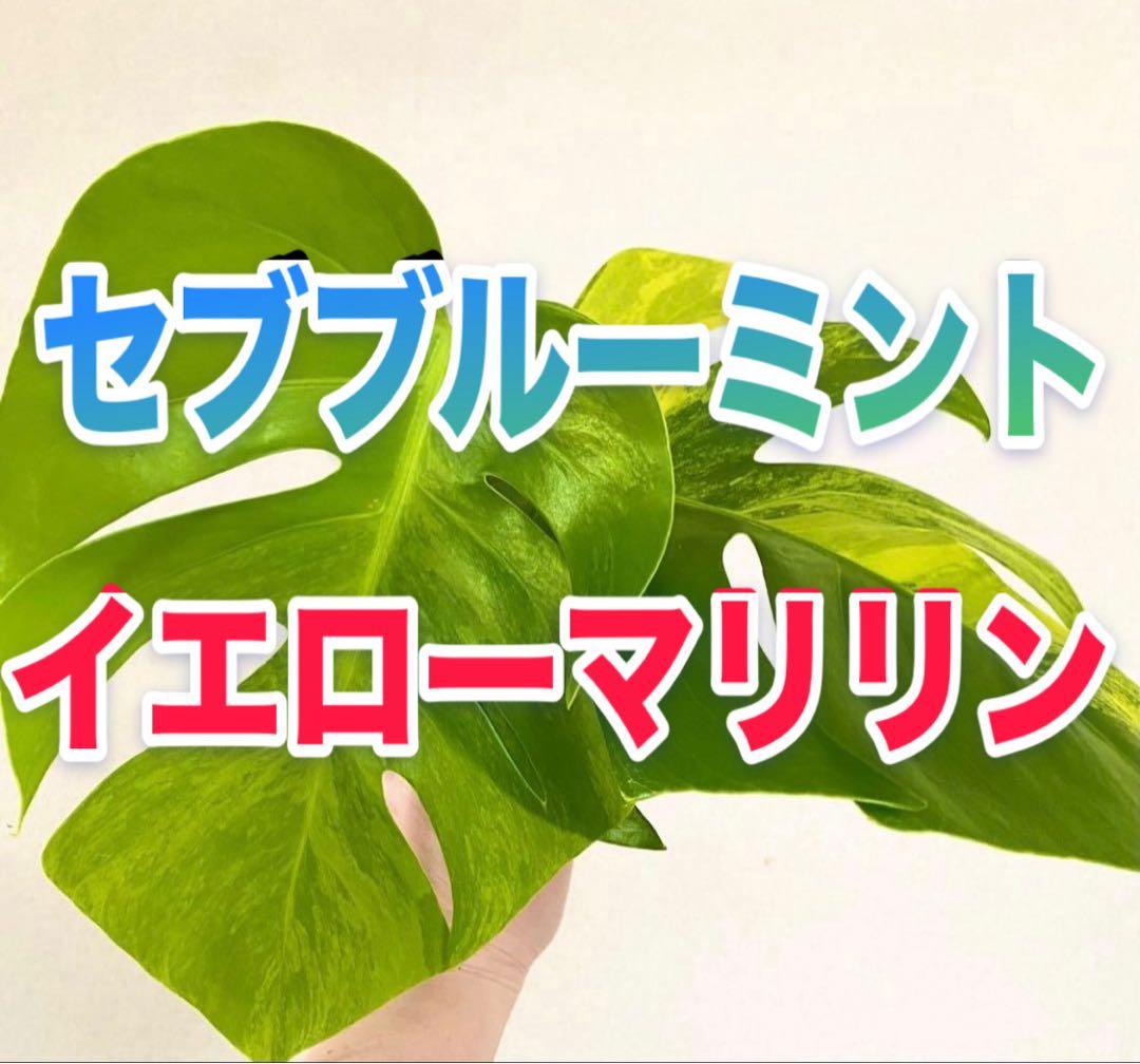 新芽／脇芽／成長点有／セブブルーミント／イエローマリリン