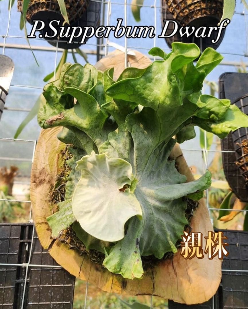 ビカクシダ　P. Superbum Dwarf sporeling P.Frosty Maiden x P.Superbum dwarf sporeling On sell PM me @create