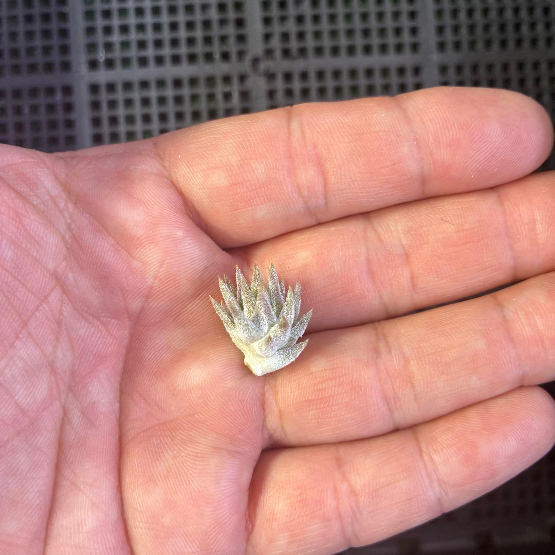 ブロメリア・エアープランツ T.ionantha var. vanhyningii minor Tillandsia ionantha var. vanhyningii ティランジア イオナ