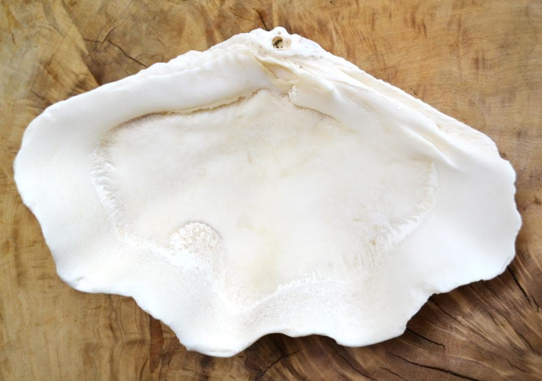 大きめのシャコ貝　シャコガイ　30×21×14cm 3.6kg 八重山