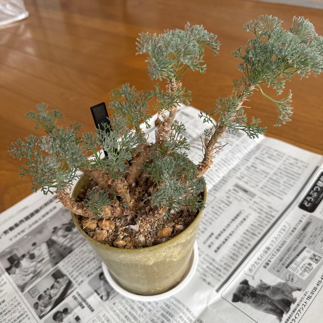 モンソニア　ムルチフィダ　実生株 Monsonia multifida モンソニア ムルチフィダ 実生株 #1 | BONDEX