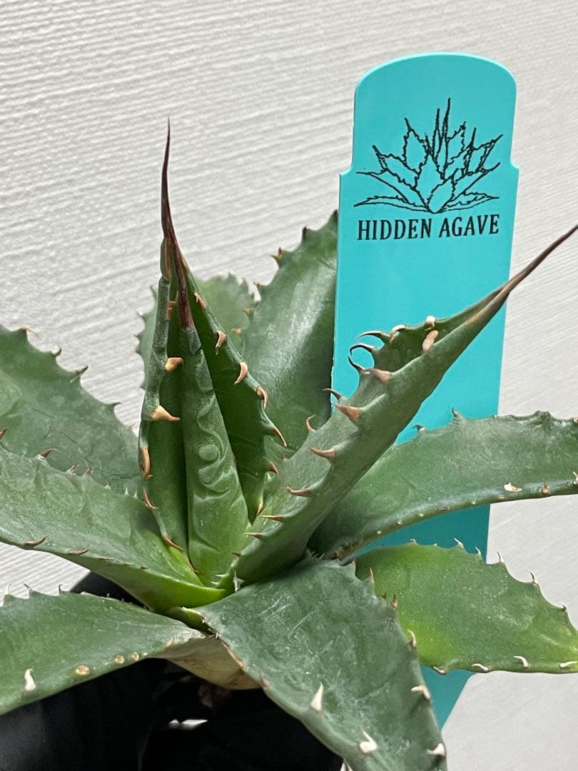 ジェレミー産 アガベ エボリスピナ×シャウィー ハイブリッド US株 Hybid Agave Eborispina x BB【SOLD OUT】 by @hiddenagave ジェレミー