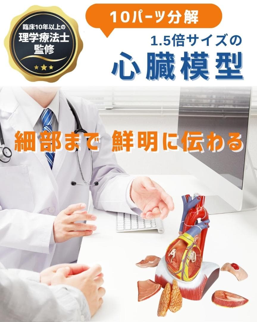 KIYOMARU 心臓模型 1.5倍大 10パーツ分解人体模型 - メルカリ