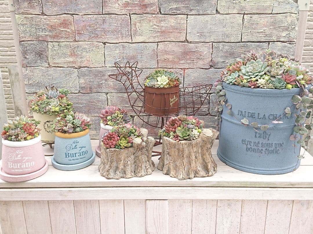 多肉植物寄せ植え❤️ Amazon.co.jp: 農園直売 多肉植物 エケベリア 寄せ植えセット17個 超お
