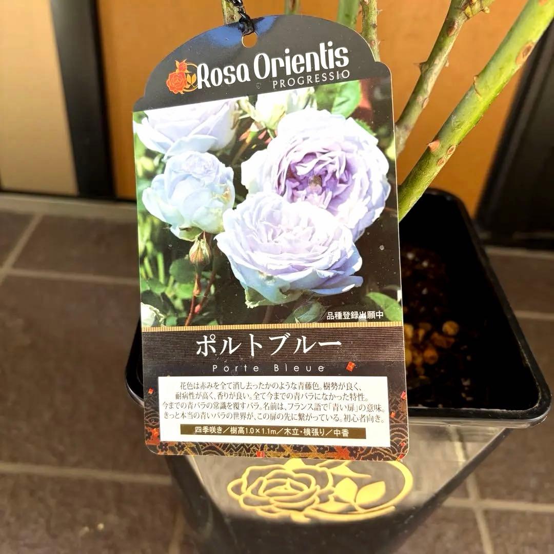 ポルトブルー【正規品】バラ 大苗 今季大苗 ロサオリエンティス　希少苗 バラ苗【中苗】ポルトブルー 国産苗 6号鉢植え品［農林水産省 品種登録