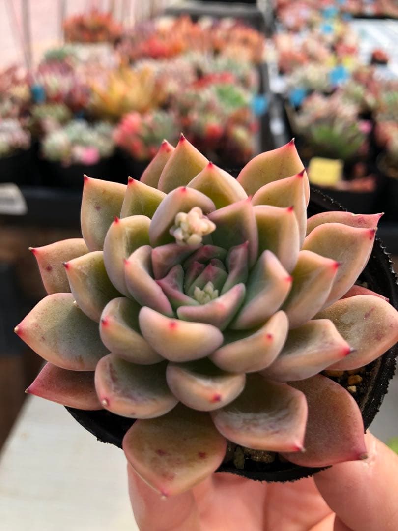 多肉植物 ロウルサンコ苗♡抜き苗セット - メルカリ