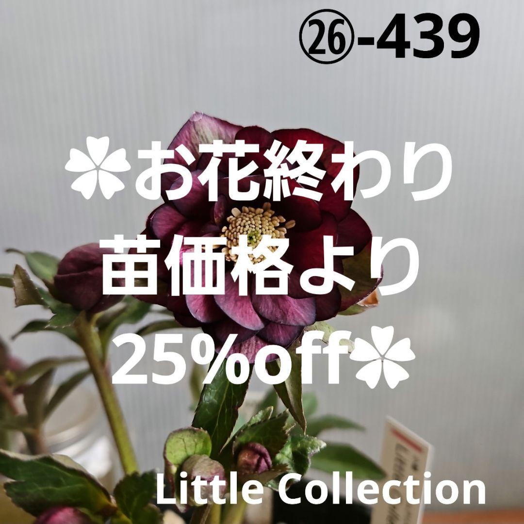 ㉖-439クリスマスローズ 一点物】広瀬園芸 クリスマスローズ 5号（HR1）｜山野04-PA | 草花