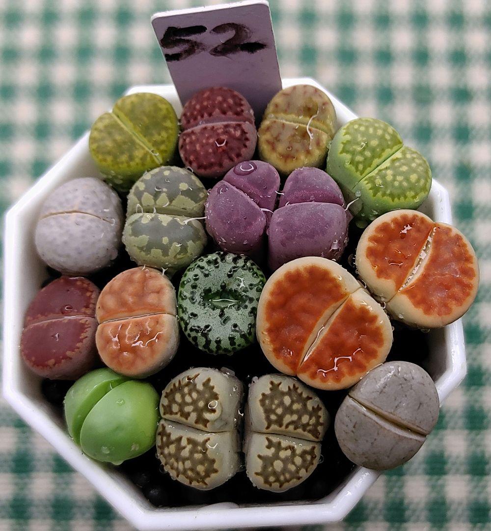 多肉植物リトープス/コノフィツム 14品種入りカラフルセット 土付き