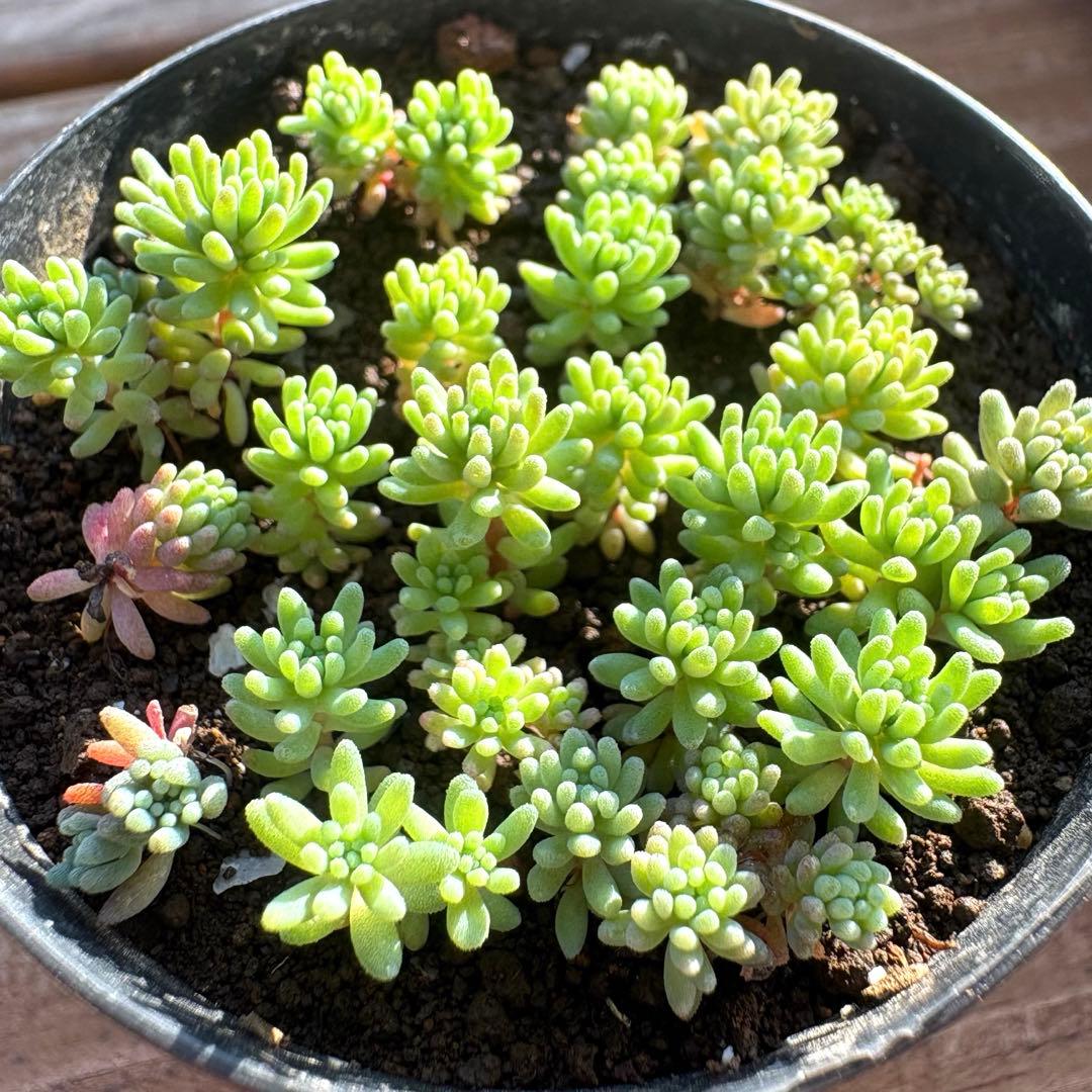 わさわさ♡パリダム！ポットの中全て抜き苗！多肉植物 セダム - メルカリ