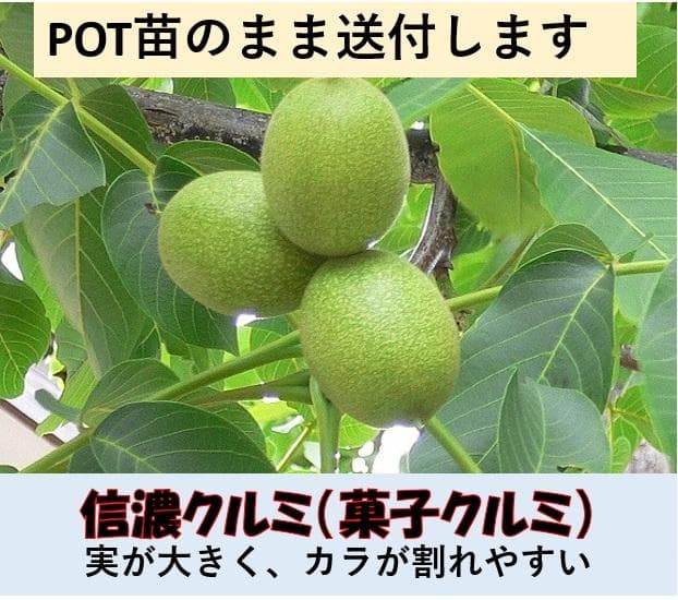 Z09]信濃クルミの苗です - メルカリ