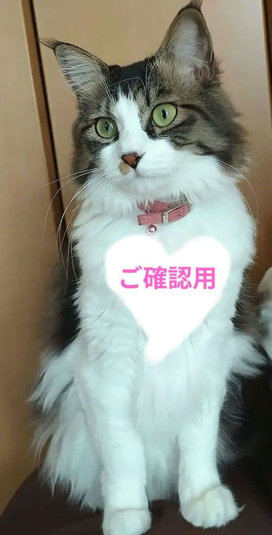 (*ΦωΦ*)ご確認用です 11/28 Z fとか｜みわ