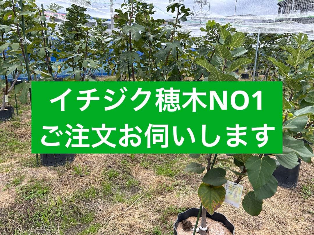 イチジク穂木　NO1 ご注文お伺いします イチジク穂木お問合せ用 - メルカリ