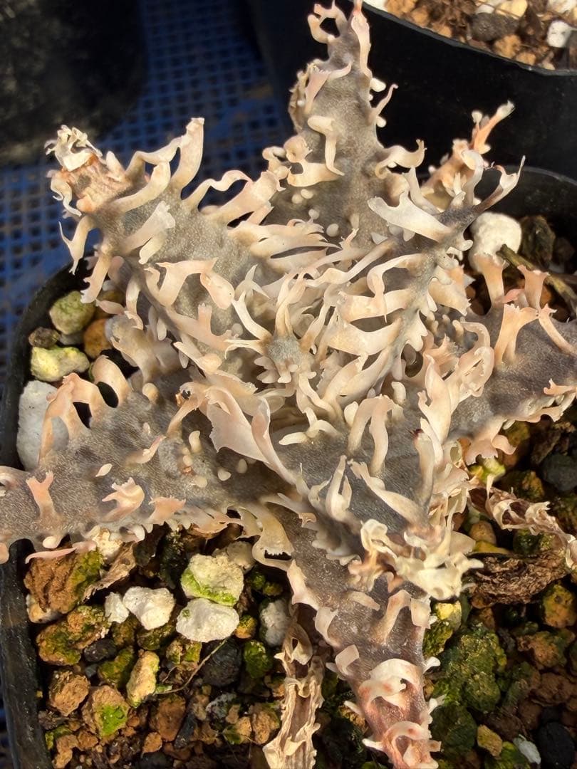 アロエ ハイブリッド Aloe hybrid 第四種 Fe−47 - メルカリ