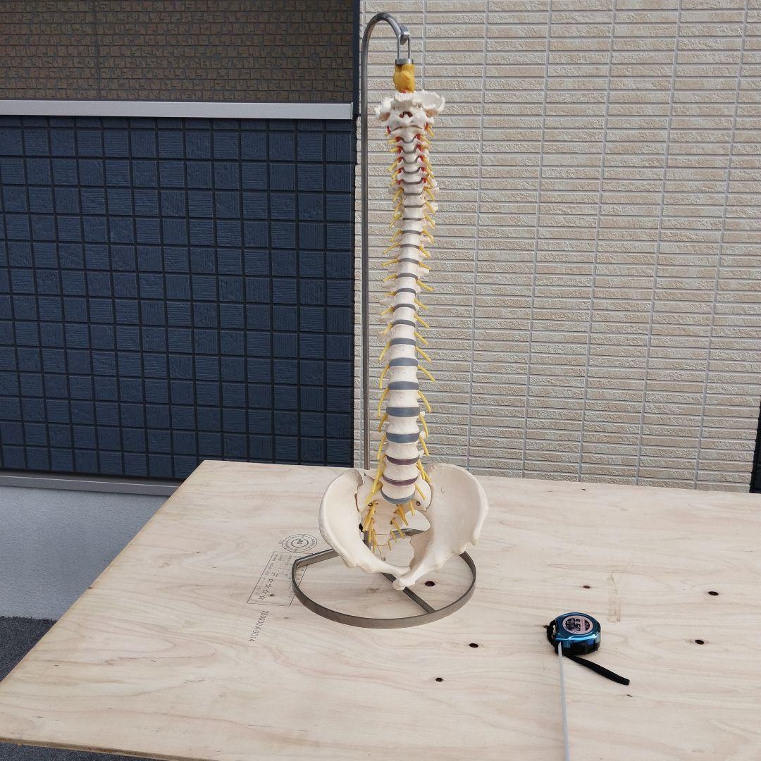 ドイツSOMSO（ソムソ）社製の脊柱骨格模型✨ガハハ本舗お宝倉庫市