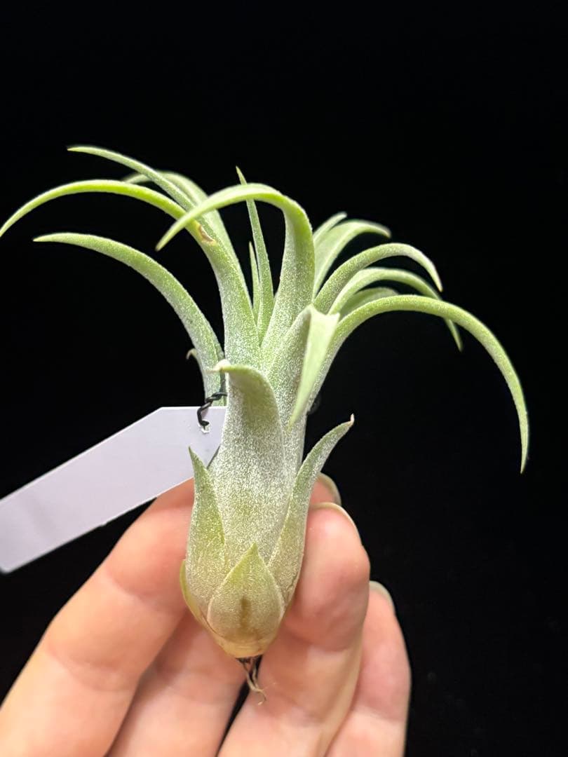 Tillandsia 'Domingo's Cutie' from JD - メルカリ