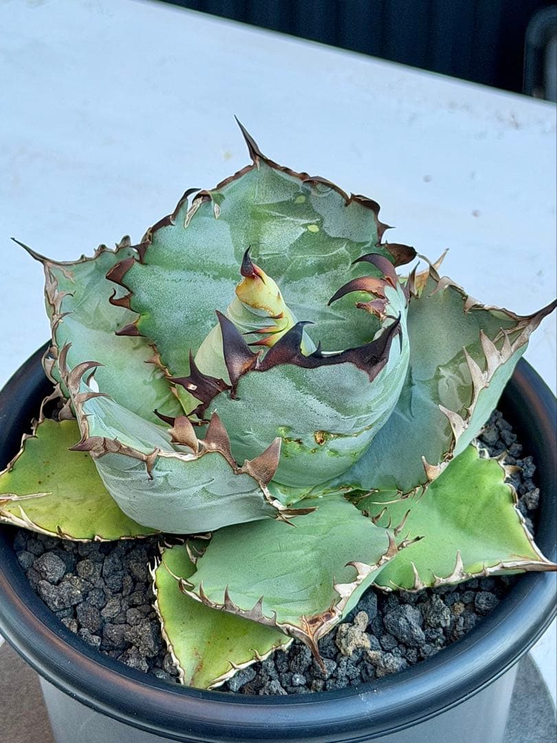 アガベチタノタ　ビースト　カクタスグリーン　大株　親株　5号鉢 AGAVE | CACTUS GREEN［カクタスグリーン］ | 日本