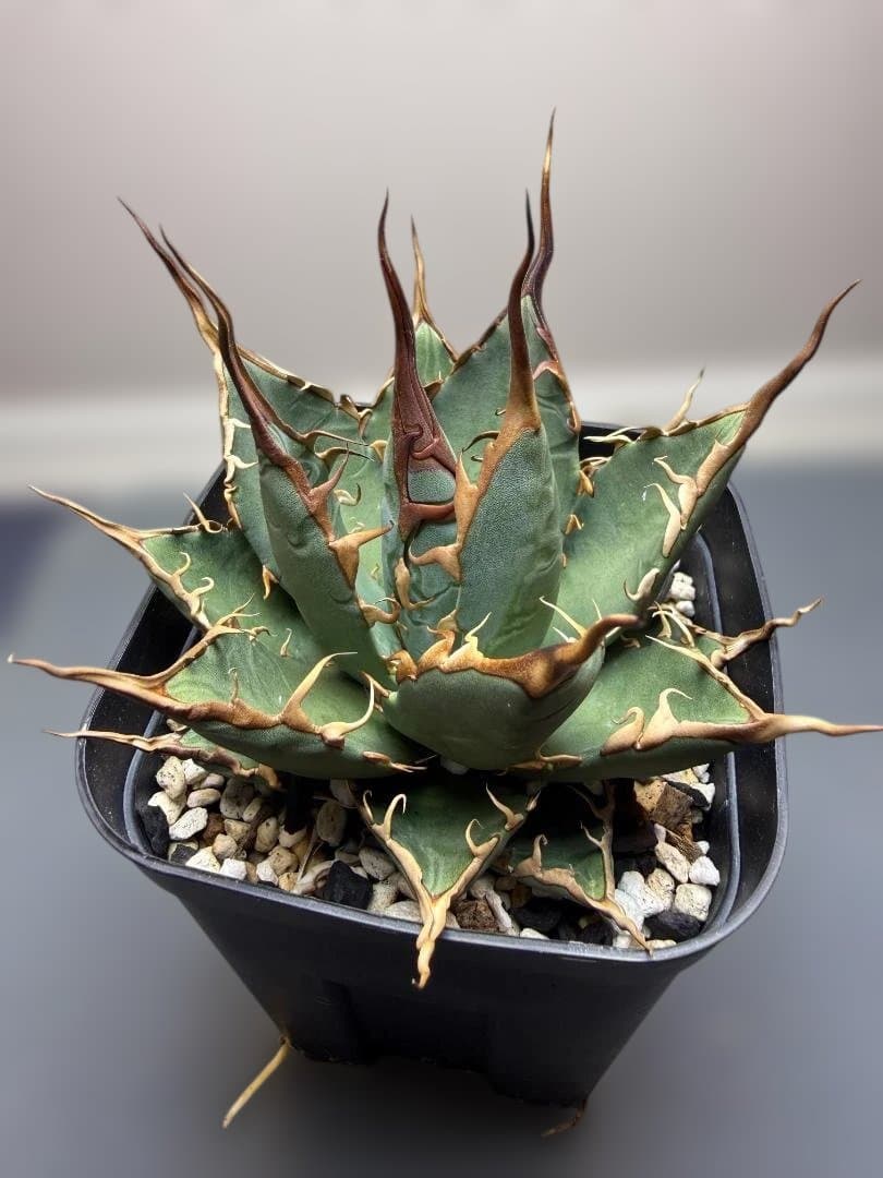 アガベ 　エボリスピナ×BB　（ハイブリッド） 子株 検）エボBB Hybid Agave Eborispina x BB 【SOLD OUT】 by @hiddenagave