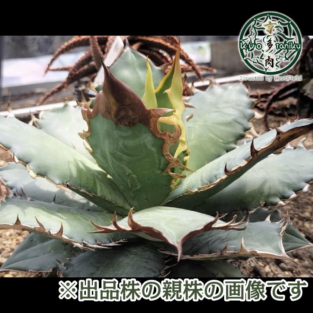 発根・活着済】アガベ チタノタ ロウルサンコ ギロチン 大きめ子株