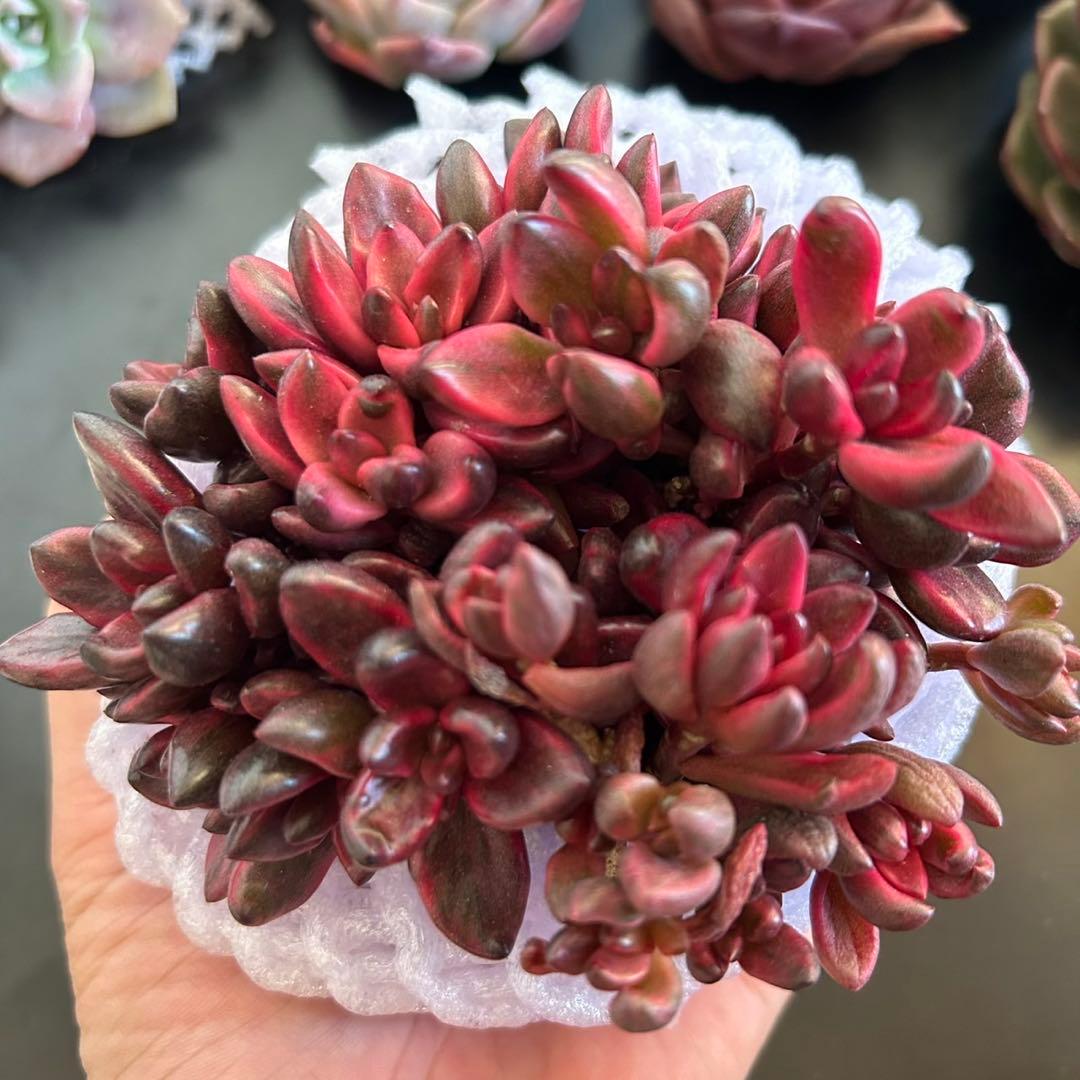 多肉植物 フルフラセウム錦 カット苗 1ポット全て - メルカリ