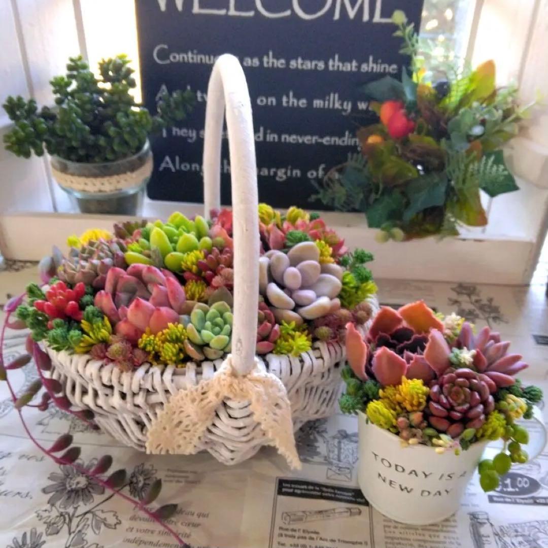 多肉植物♡そのまま飾れる寄せ植え＊º*.:春色2点セット:.＊~♬ - メルカリ