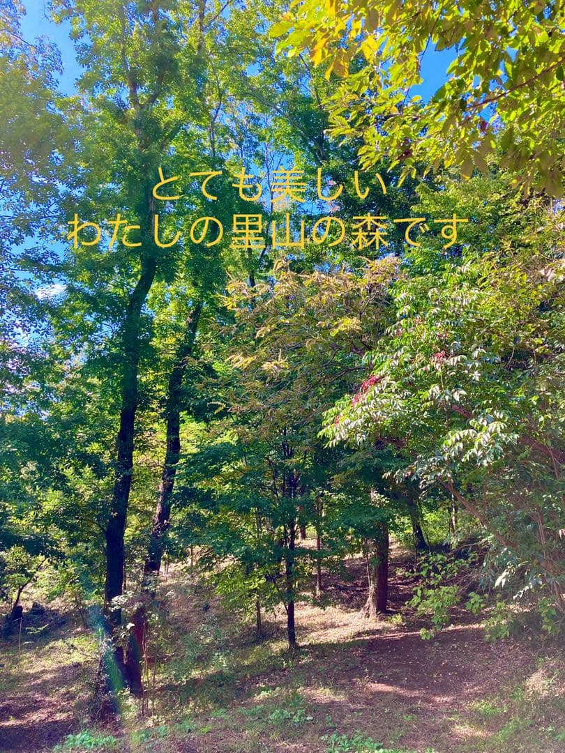 希少縁起木！天然木斛【年輪2つ！森と大自然の切り株飾り台