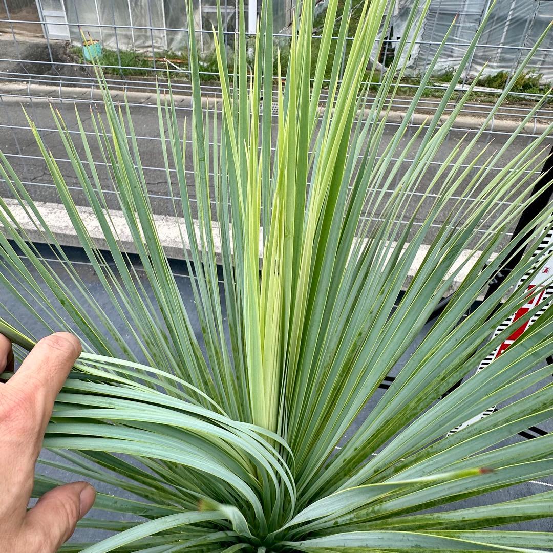 ユッカ ロストラータ（樹高:約79cm）oct54 - メルカリ
