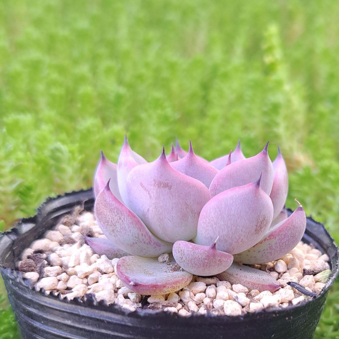 多肉植物 ブルーベリームーン(ミックスベリア おらいさんさん) - メルカリ