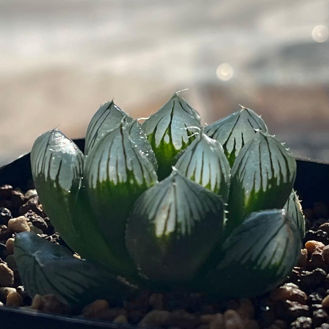 ハオルチア 実生オブツーサ錦(ブラックオブツーサ錦×水晶オブツーサ錦