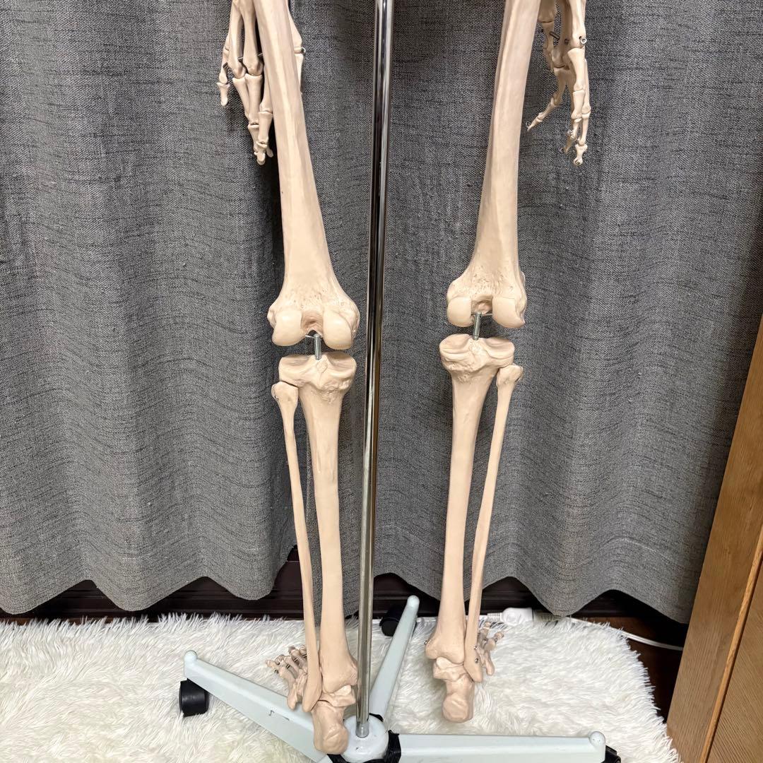 骨模型 全身 等身大 キャスター付 整体院 整骨院 - メルカリ