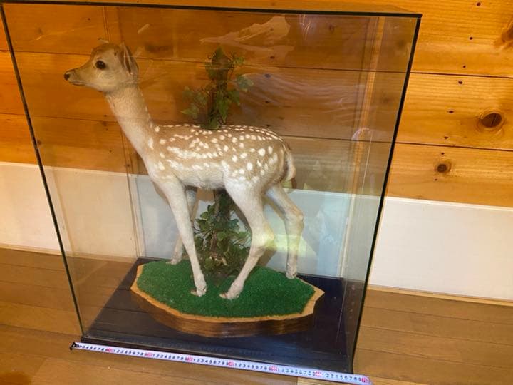 バンビの剥製 小鹿 本物 美品 - メルカリ