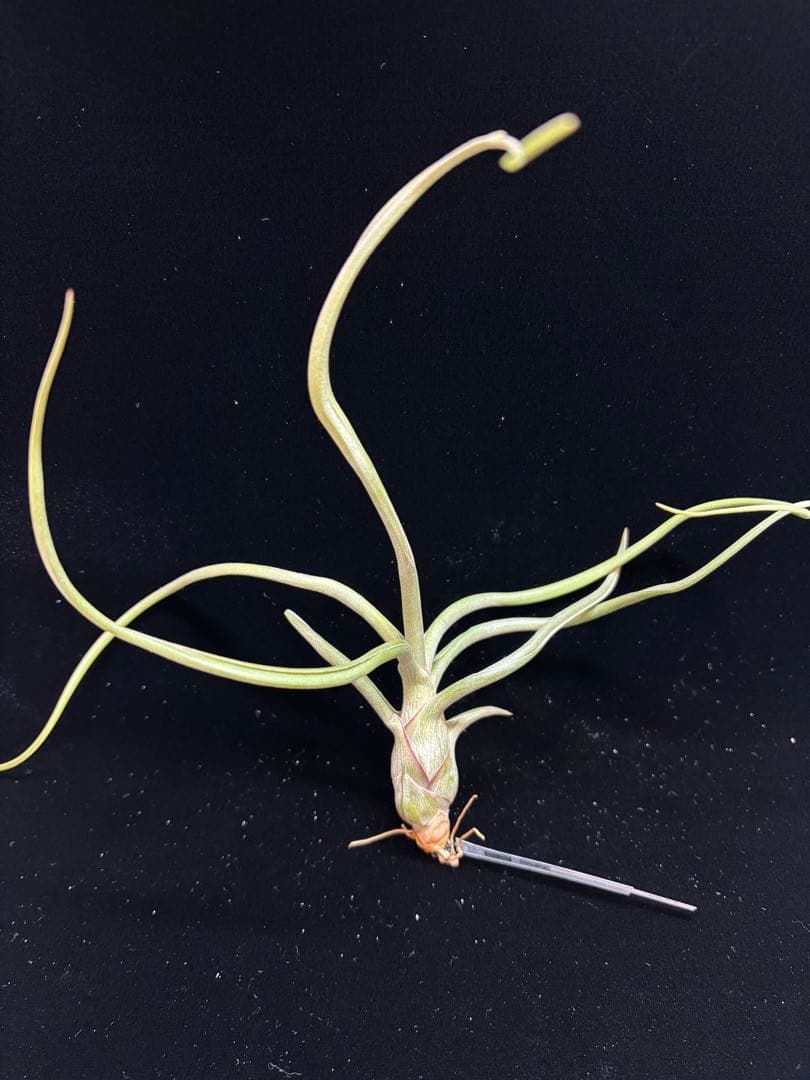 Tillandsia 'Patricia McKeon from Domingo - メルカリ