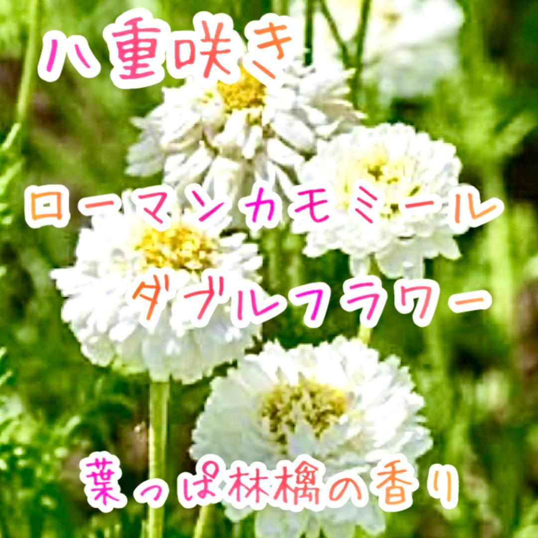 八重咲きローマン　苗　ダブルフラワーカモミール　カモミール　ハーブ　夏越し 10_011000001560.jpg?1560609038