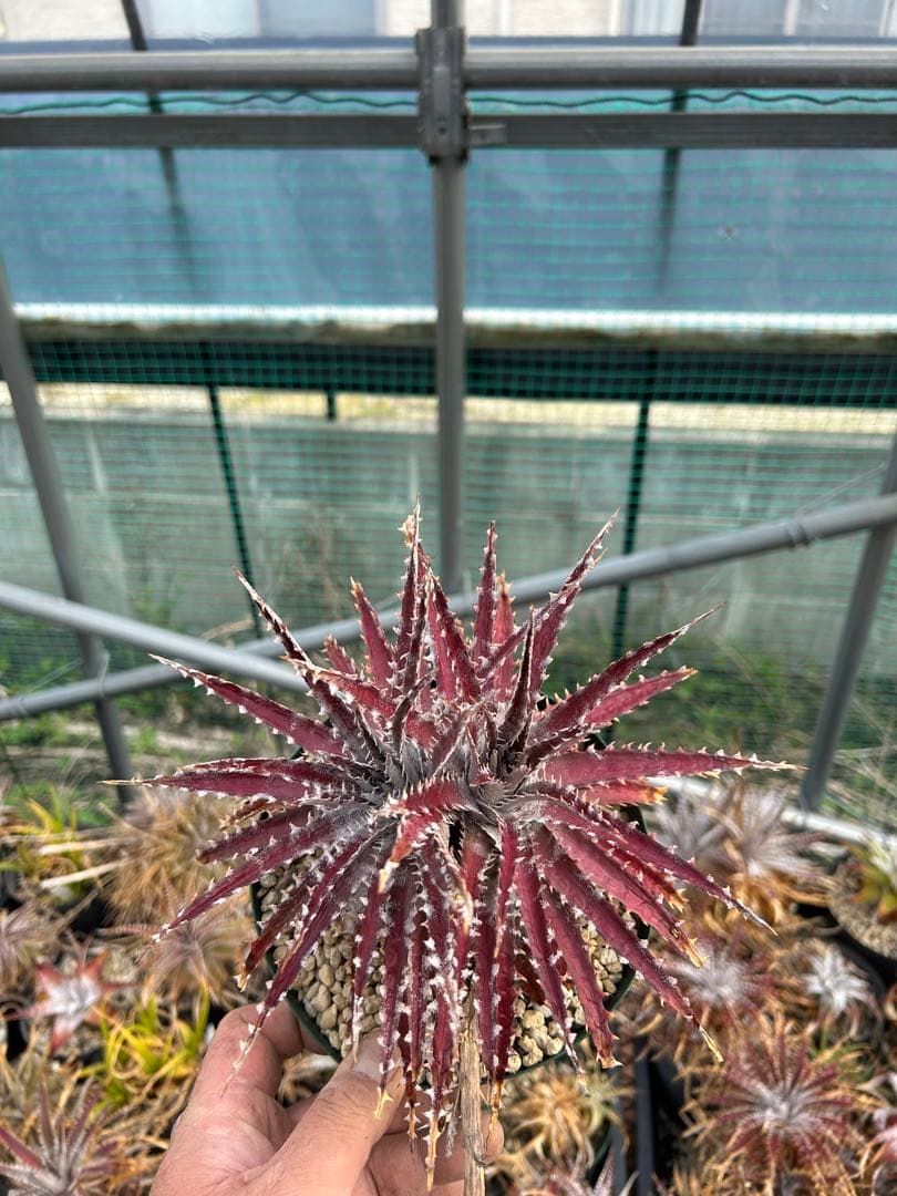 ディッキア Dyckia Code NW-27 Bill Baker