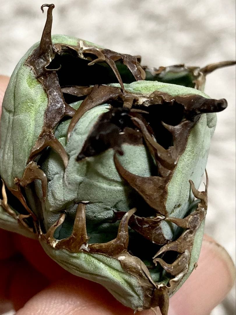 sunflower　3点 Sunflower Selection for Fresh Cut Flower Markets – Sunline Ag