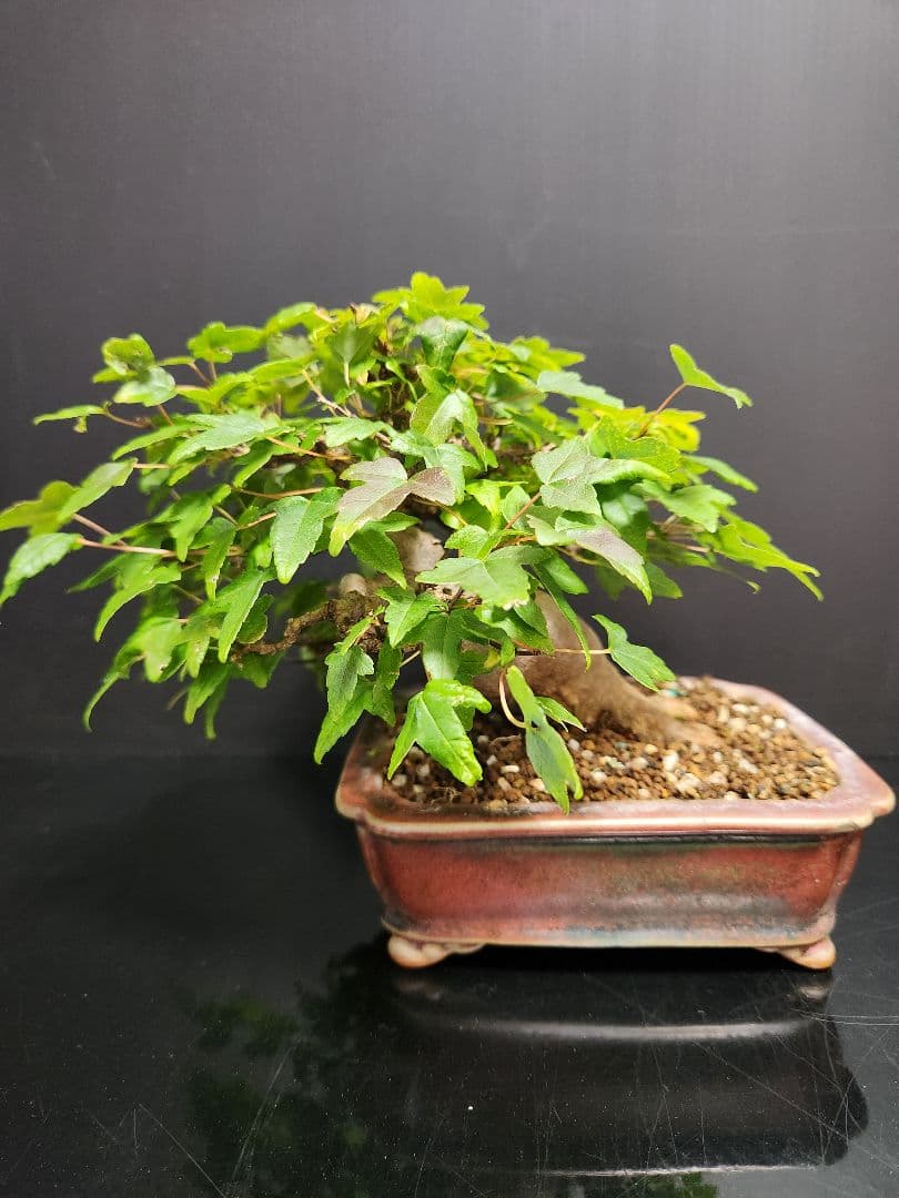 【写真追加】楓 かえで カエデ 楓盆栽 かえで盆栽 小品盆栽 紅葉 カエデ（楓）盆栽の販売｜盆栽妙 – 盆栽妙 本店