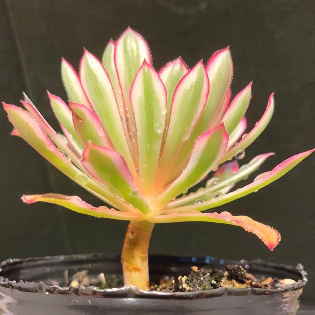 多肉植物アエオニウム錦❤カルミン*エメラルド錦❤️