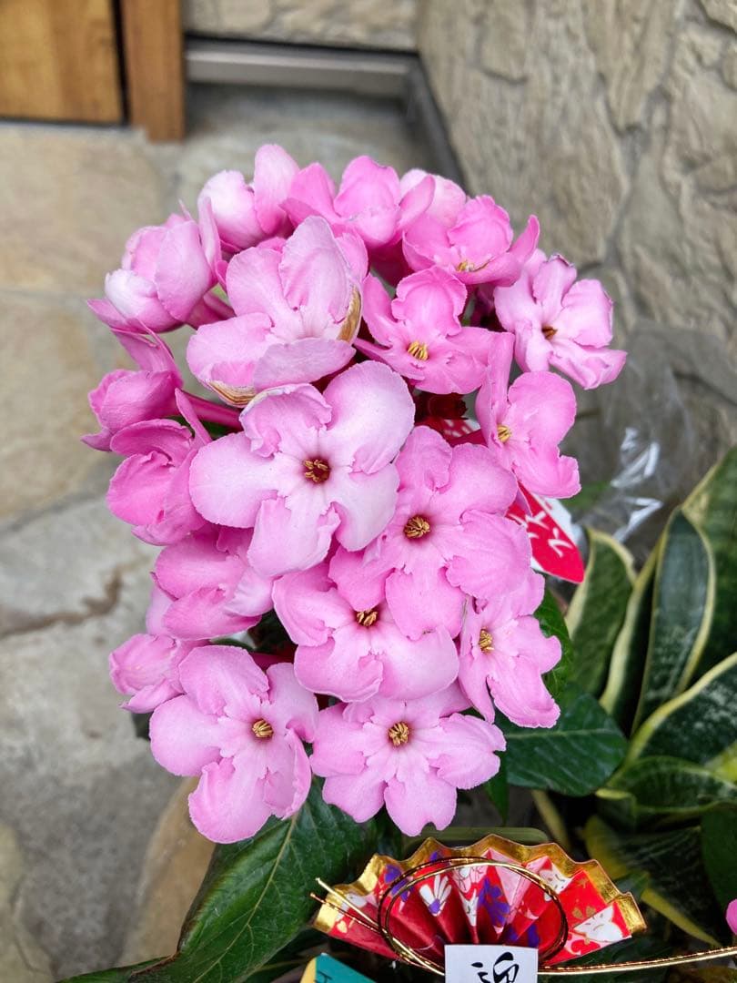 強い香りニオイザクラ リッチRich 匂い桜べにふじ 1鉢土減らし花段々終わった 園芸ネット本店｜ルクリア（アッサムニオイザクラ）：紅富士（べにふじ
