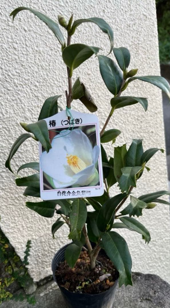 椿 紅ト伴(べにぼくはん）、白侘介金魚葉椿の2種2鉢 蕾沢山 宅急便