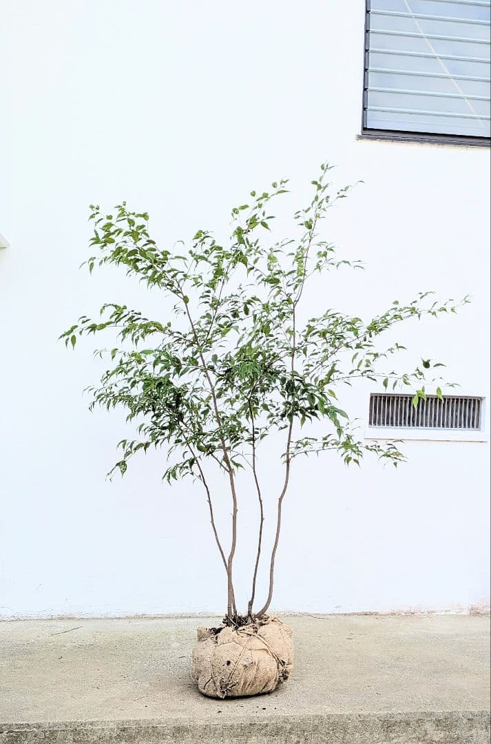 アウトレット。山採りハイノキ。 楽天市場】【現品】山採り【ハイノキ】株立ち 自然風樹形 樹高H≒235