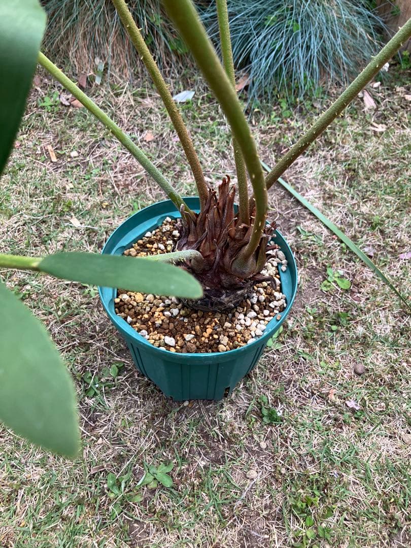 超！超！特良！ザミア5号 盆栽 懸崖仕立て 鉢ごと発送 観葉植物 ザミア