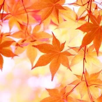 《現品》イロハモミジ　株立ち　樹高1.5ｍ（根鉢含まず）220【紅葉/苗木/植木