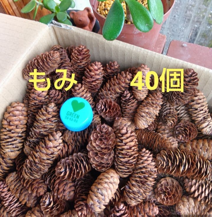 もみ　木の実　松ぼっくり　40個　1111円 匿名発送 週末で今季 終わります 楽天市場】松ぼっくり 20個入 【 まつぼっくり リース 木の実 工作素材