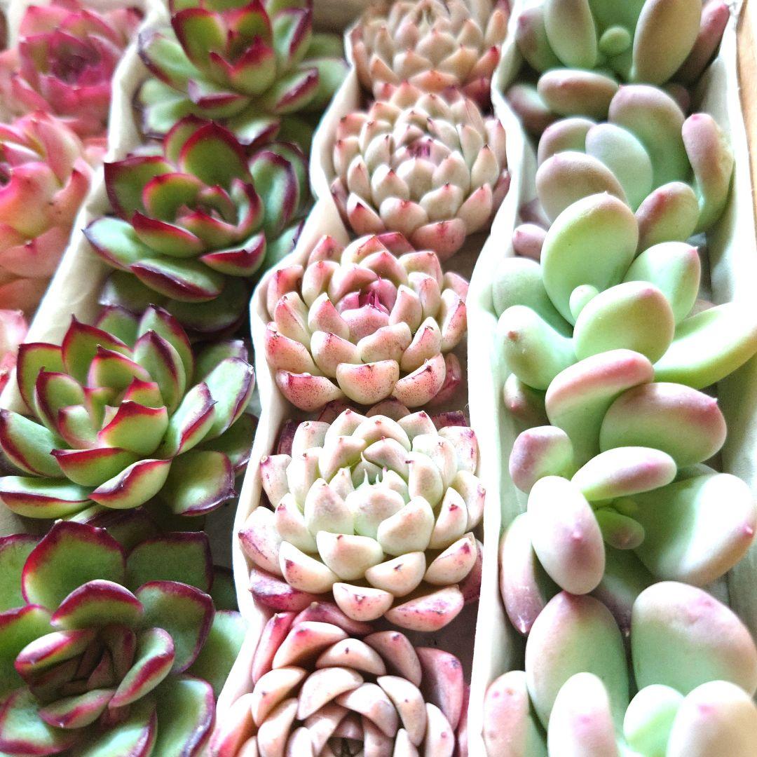 多肉植物エケベリア【カット苗】☆詰め合わせセット☆数量限定 - メルカリ