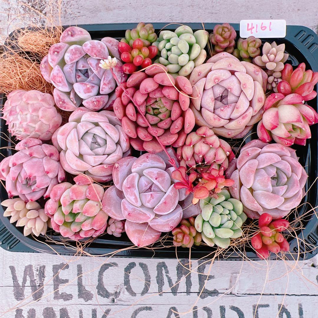 多肉植物 ピンク系寄せ植えset♡4161 - メルカリ