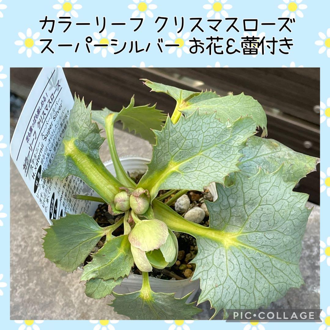 【花苗】カラーリーフ クリスマスローズ スーパーシルバー 松村園芸 松村園芸・カラーリーフのクリスマスローズ 『ステルニー・オーロラ