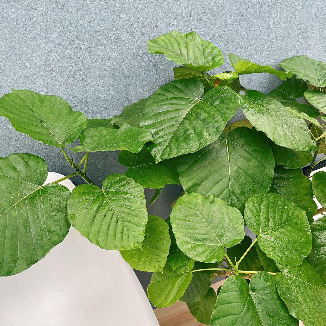 現品］12番 フィカス ウンベラータ 観葉植物 室内 大型 ゴムの木 個性