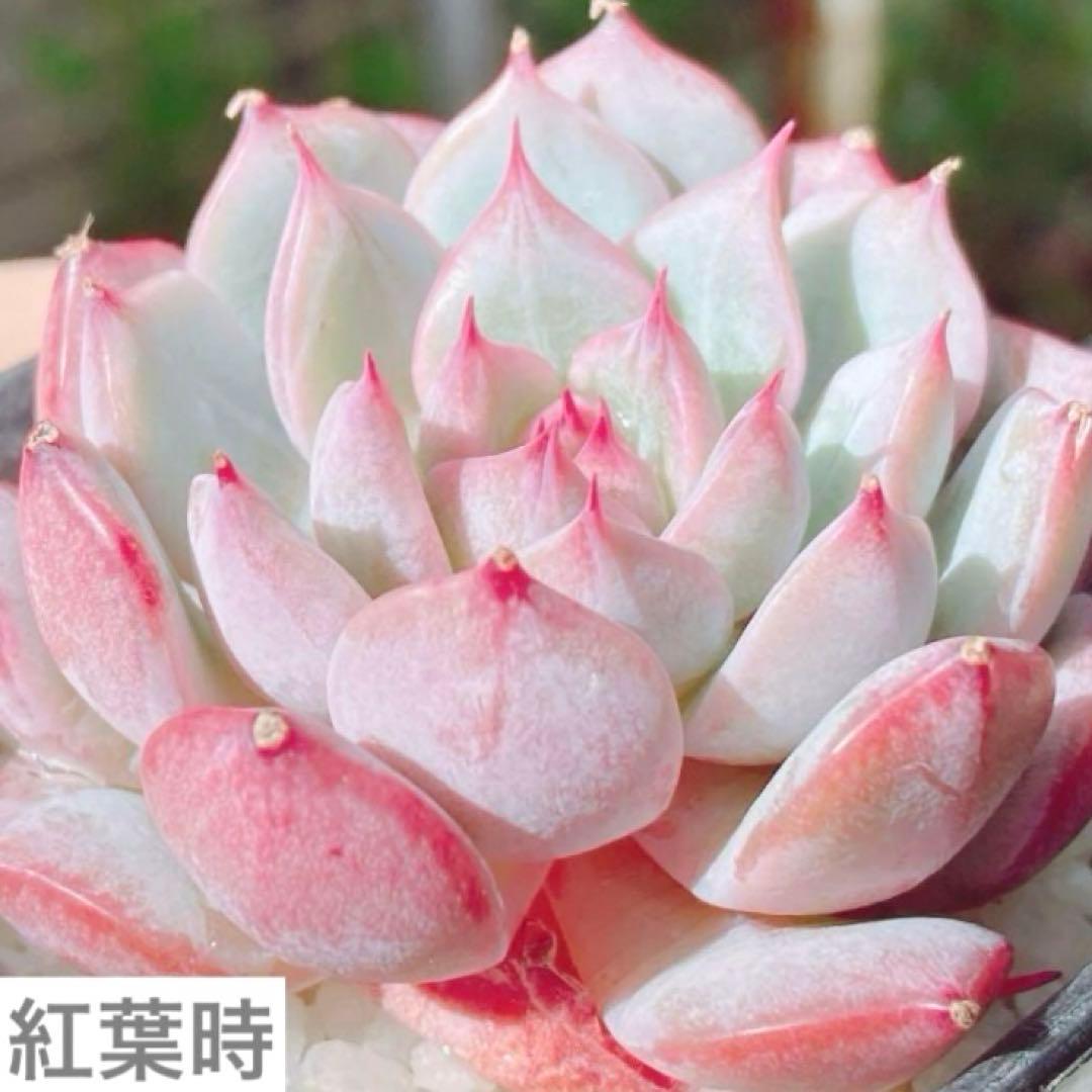 大人気♡ 多肉植物 韓国苗 ティッピー 葉挿し⸜(* ॑꒳ ॑* )⸝ - メルカリ